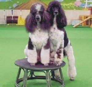 caninehorizons