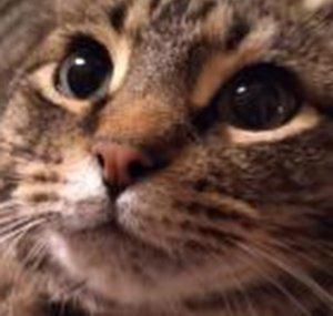 catmania