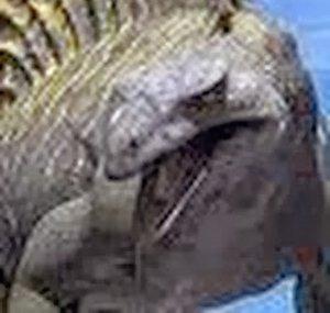 Edaphosaurus