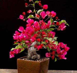 Growing Bonsai by Jelle