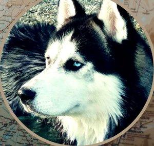 Husky Adventures