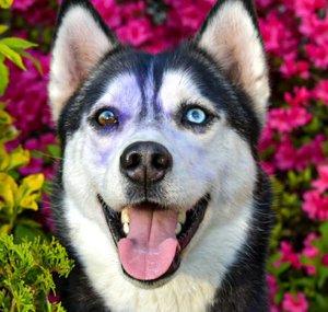 Husky Snow Pack