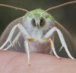 kazumoth