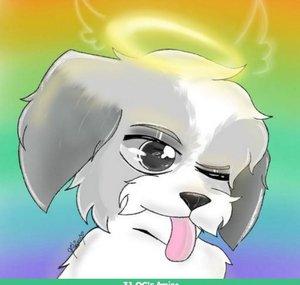 NayiDog
