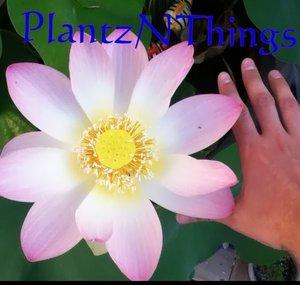 PlantzNThings