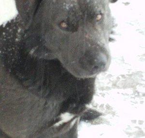 DogSoldier011