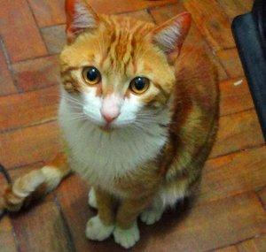 Muffin the Cat