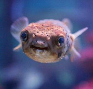 RichPufferfish
