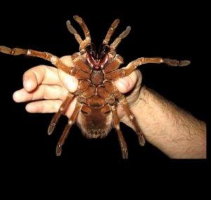 Tarantulaguy1976