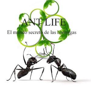Ant Life