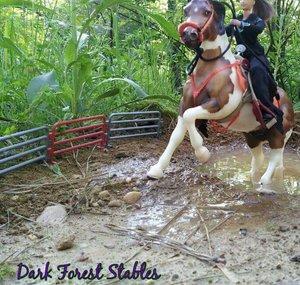 DarkForestStables