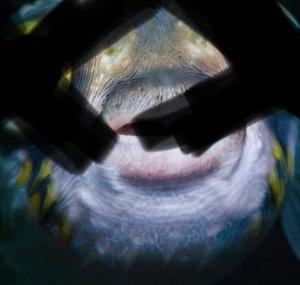 dead fish