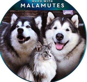 Life with Malamutes