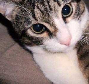 Moti el Gato