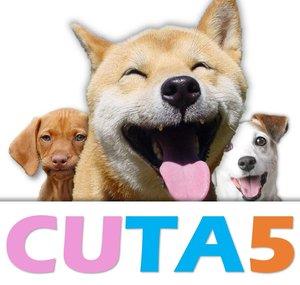 CUTA5 Cute Animals Top 5