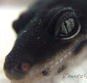 davidsfinegeckos
