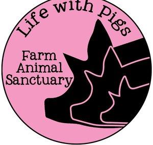 Life With Pigs Farm Animal Sanctuary