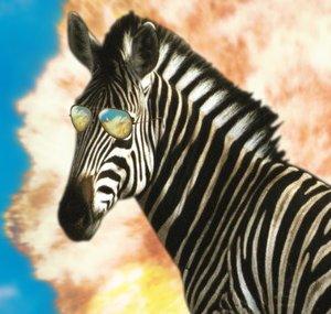 Sneaky Zebra