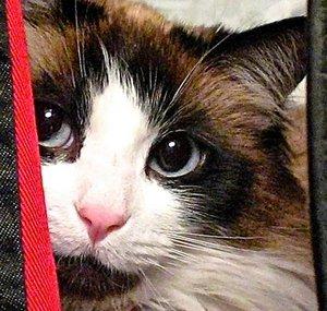 Snuffy's Cat Productions