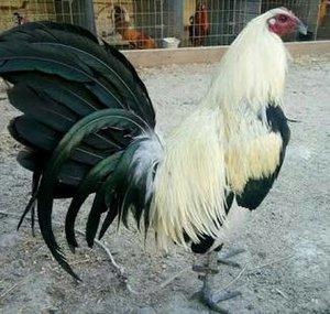 El Escapulario de oro