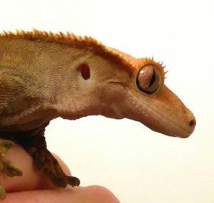 Lizards 101
