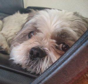 Spotthetzu