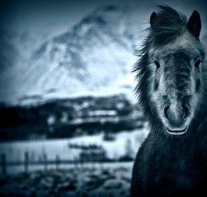 ArcticEquestrian