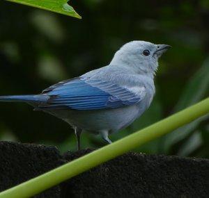 Avian Realm
