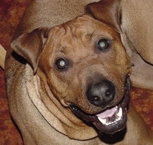 DogsCircle