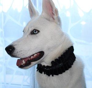 Lexy the Shepsky