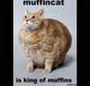 pr3ttykitty1337