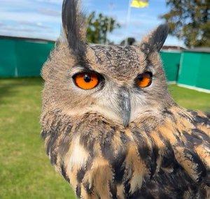 Staffordshire Owl Experience 