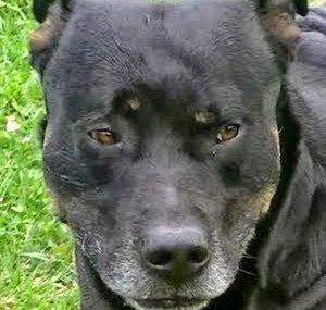 3DPowerDog