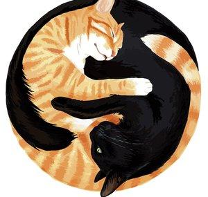 Cole and Marmalade