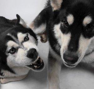 Delta Singing Husky