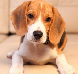 Doggo!