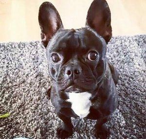 Flor The Frenchie