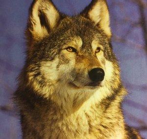 Gilberto Graywolf