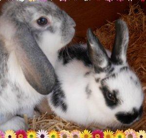 TheBinkyBunnyShed