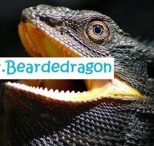 Themrbeardedragon c