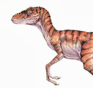 velociraptor4you