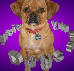 aspiringdogtrainer84