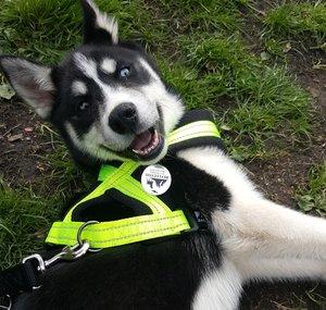 Hanzo The Husky