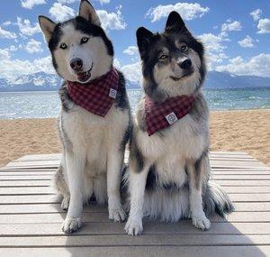 My Mountain Husky