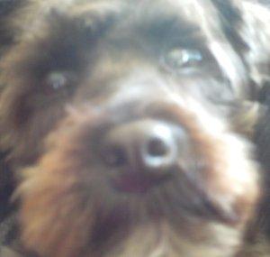 puppylover7788
