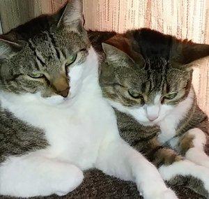 Rachels Cats