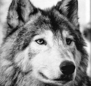 The Rogue Wolf
