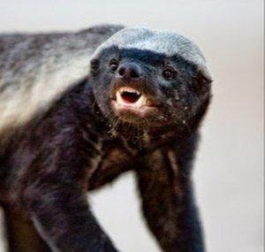 TheHyperHoneybadger