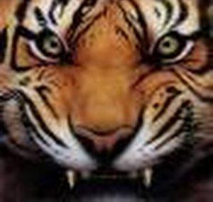 tigereye247