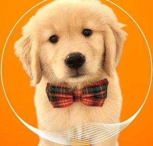 All About Animals